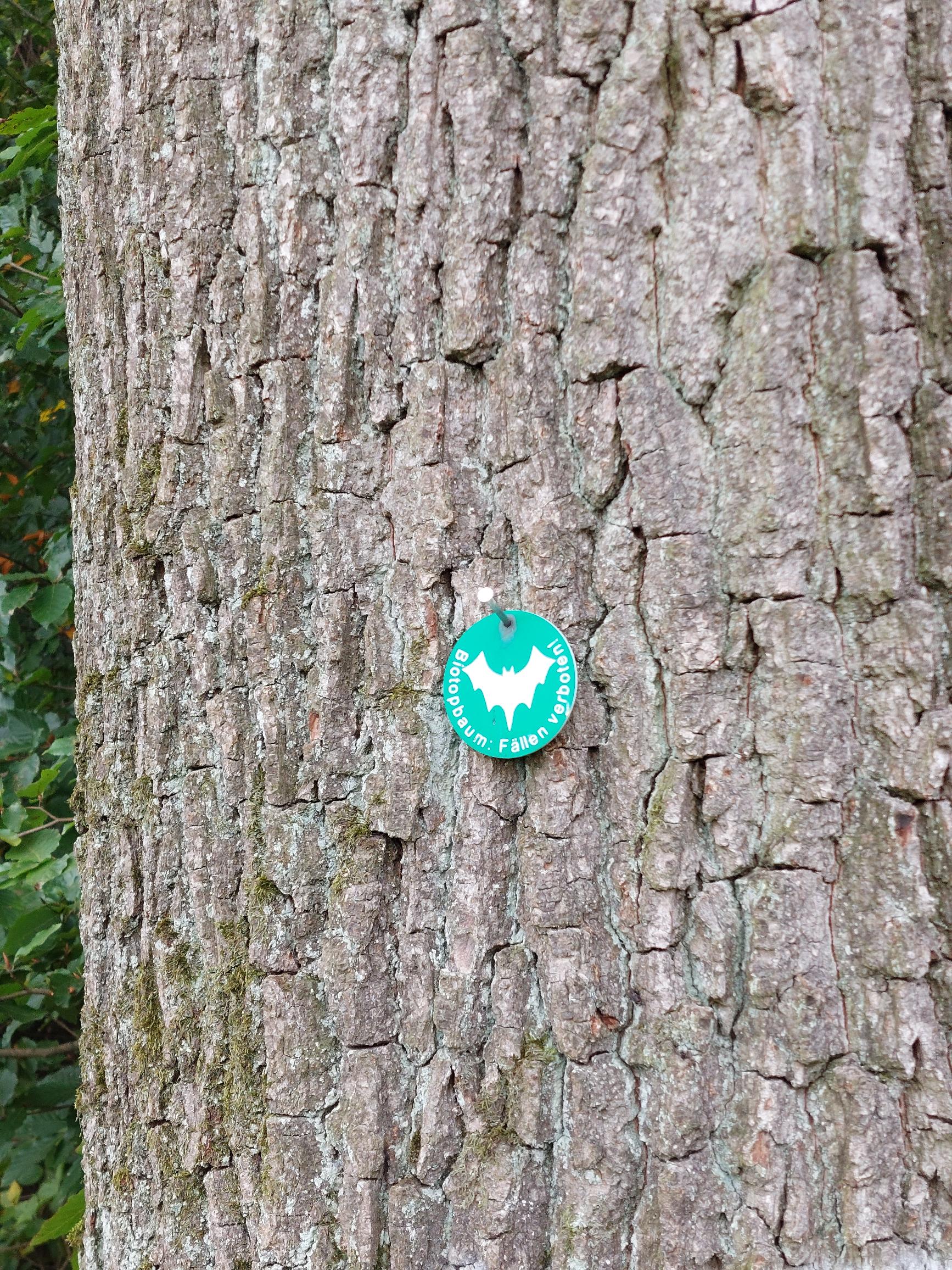 Ein Baustaum aus der Nähe:
       Mit einem Nagel ist eine Plakette mit der Aufschrift
       „Biotopbaum: Fällen verboten!“ in die Rinde geschlagen.