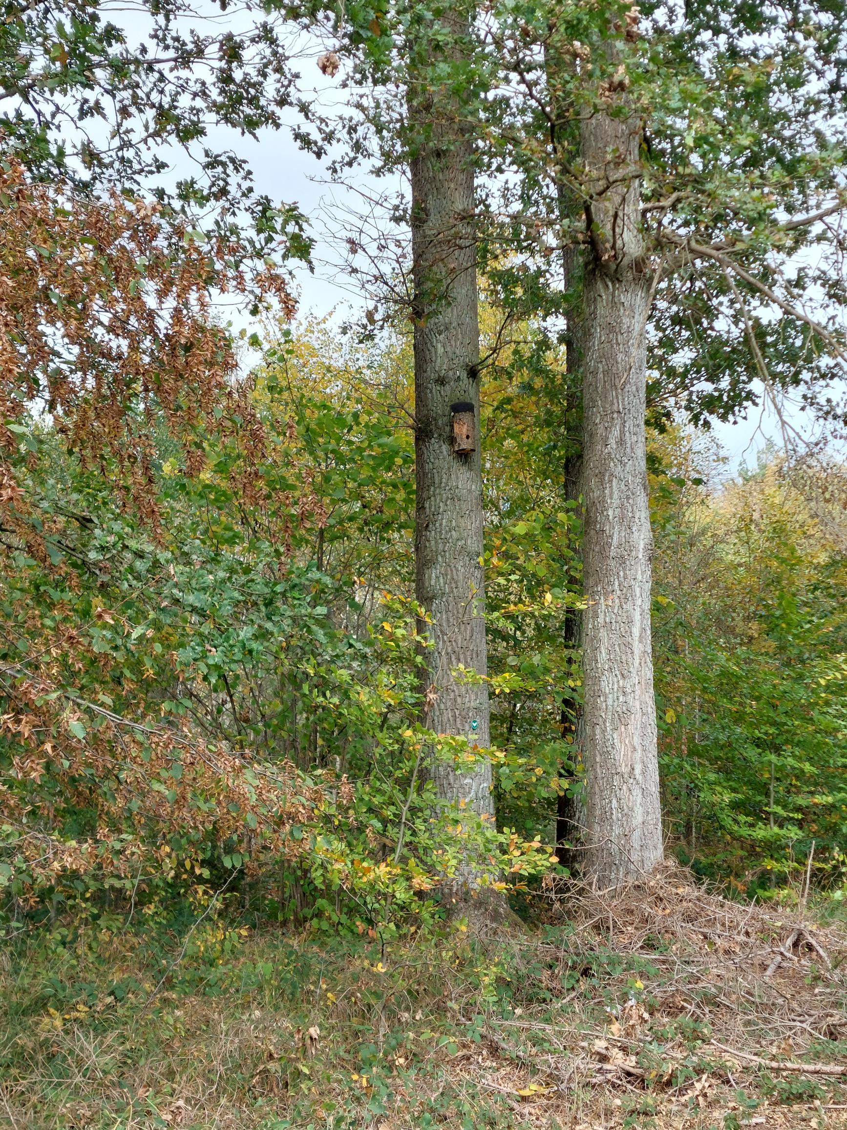 Zwei ältere Laubbäume vor einem dichten Wald
       aus sehr jungen Bäumen:
       Am linken älteren Baum ist ein Vogelhäuschen und
       eine Biotopbaum-Plakette angebracht.