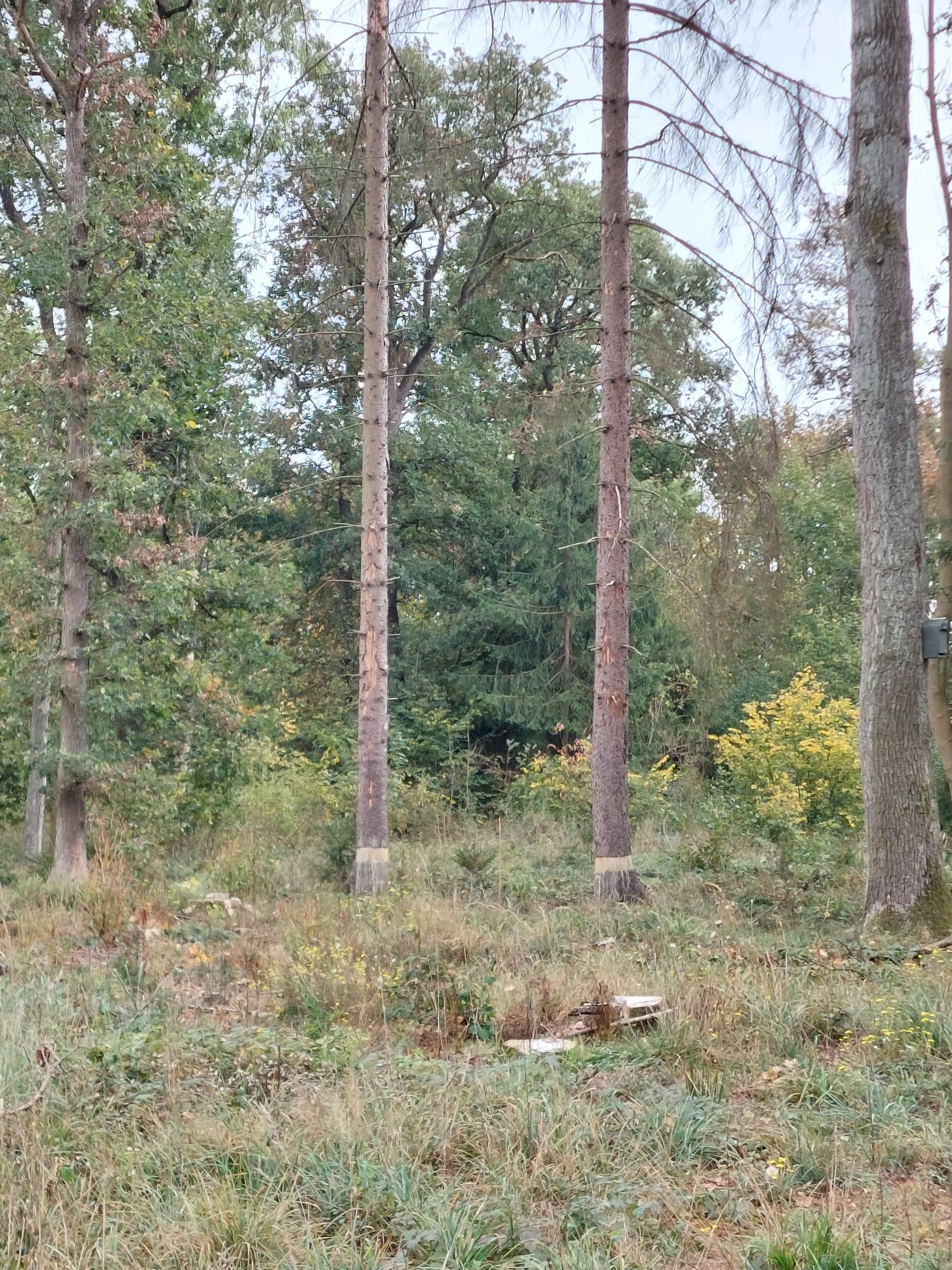 Zwischen einer Lichtung mit frisch wirkenden Baumstümpfen
       und einem gesund wirkenden Teil des Waldes
       stehen zwei kahle, fast tote Nadelbäume mit Ringelung.