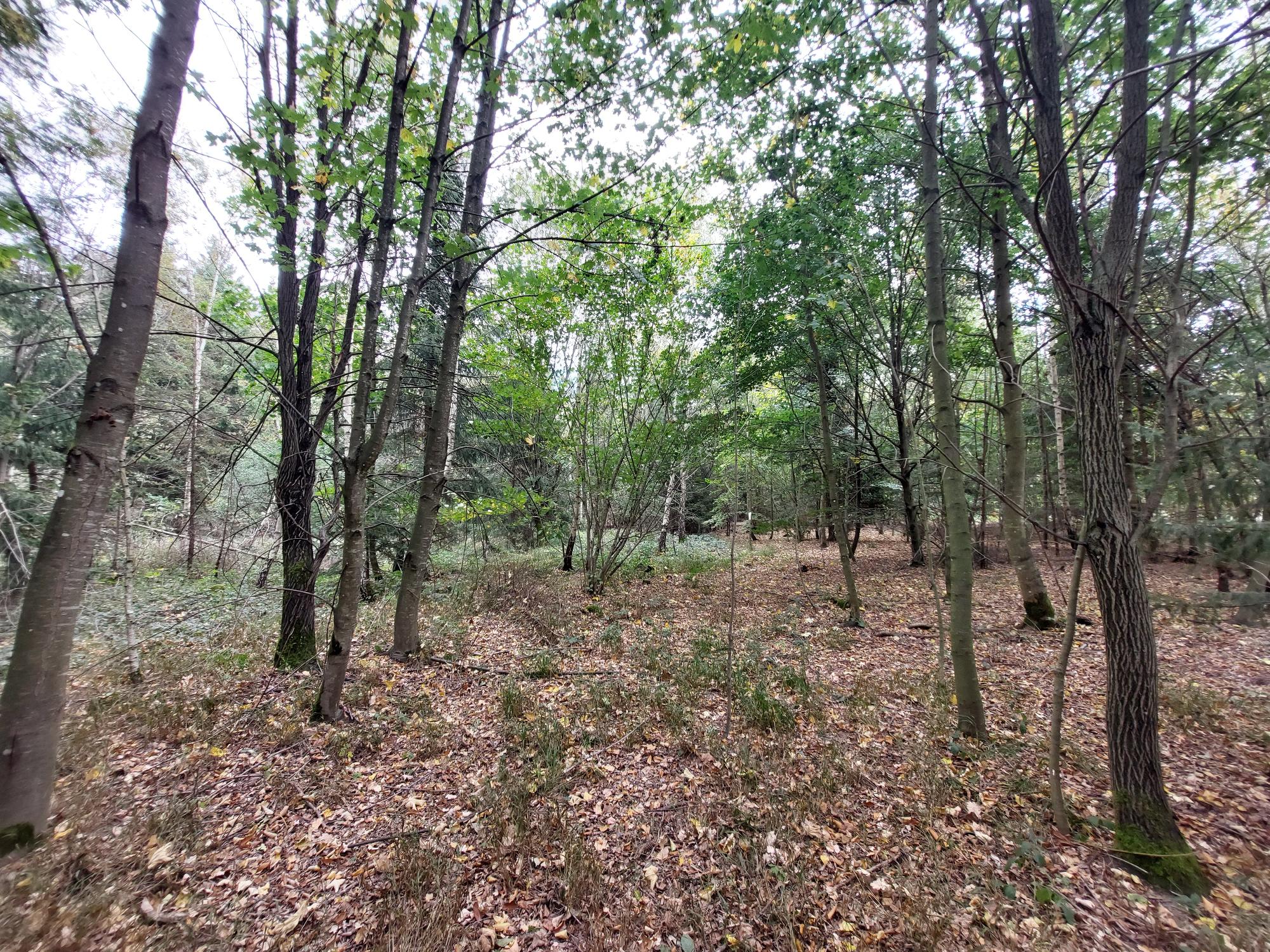 Ein lichter Wald mit jungen mehrere Meter hohen Bäumen