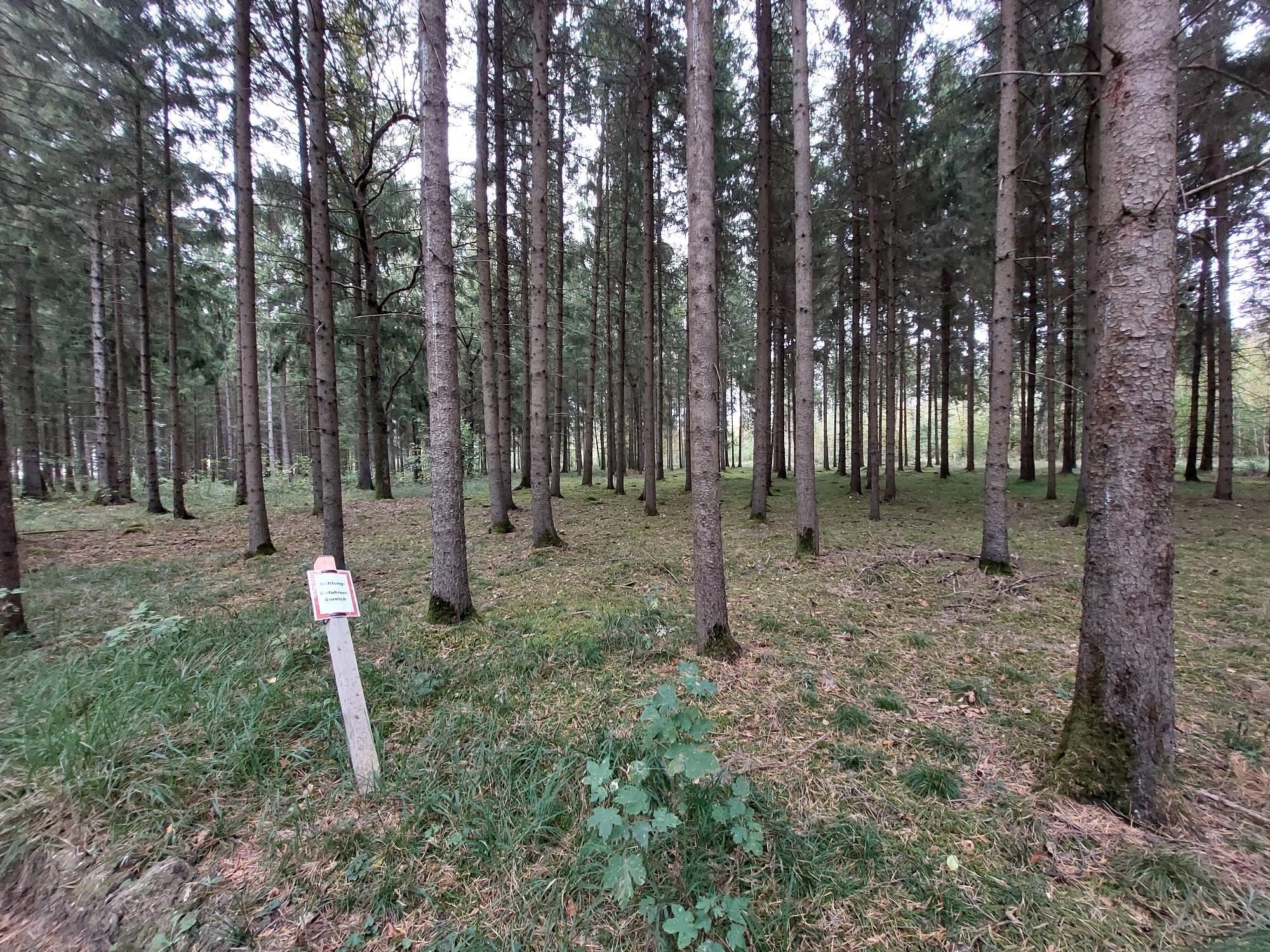 Ein Waldabschnitt mit jüngen Nadelbäumen