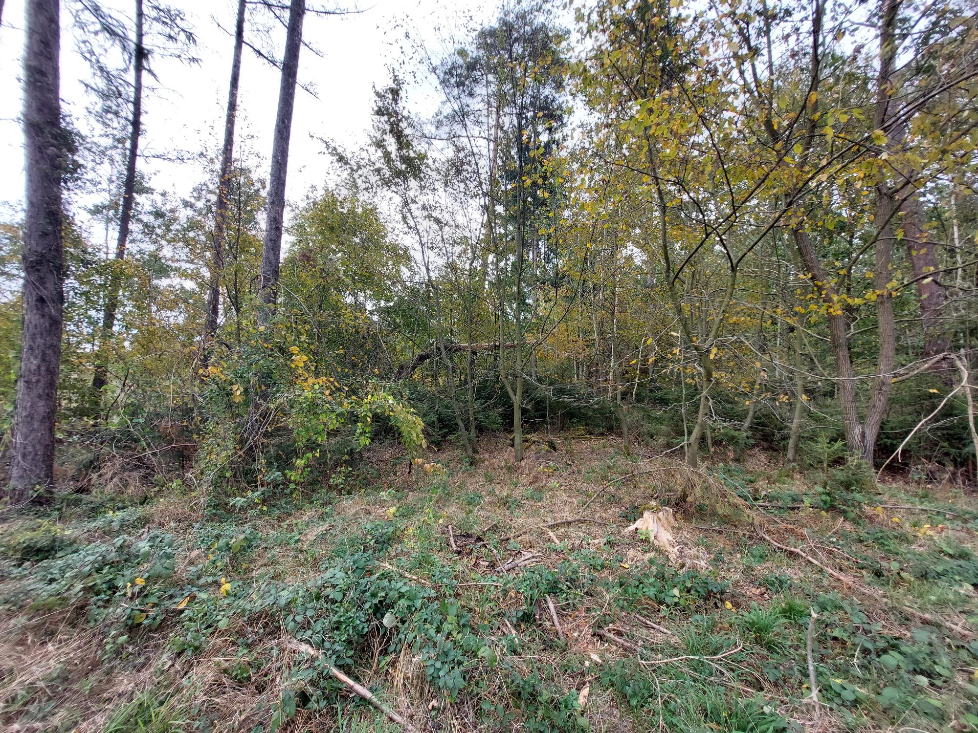 Ein Wald mit Bäumen verschiedenen Alters;
       dazwischen liegen auch umgekippte und gebrochene Baumstämme.