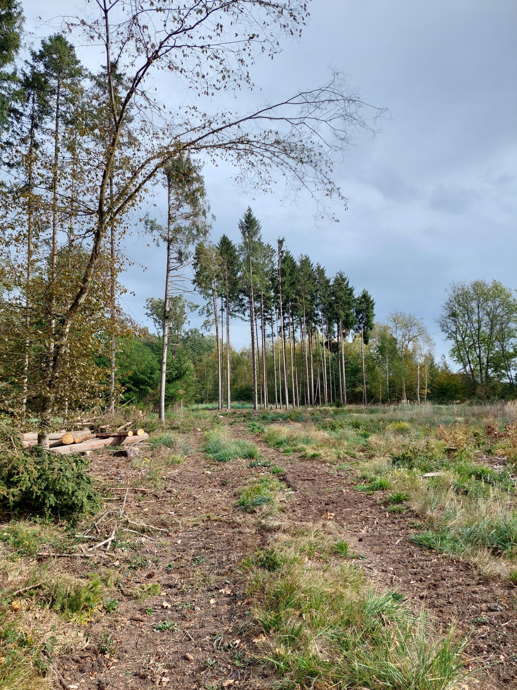 Mitten im Wald eine Lichtung,
       die durch kürzlich erfolgte Fällungen entstanden zu seien scheint;
       auf ihr steht ein Grüppchen von Nadelbäumen,
       mit langen kahlen Stämmen und eher kleineren grünen Spitzen.