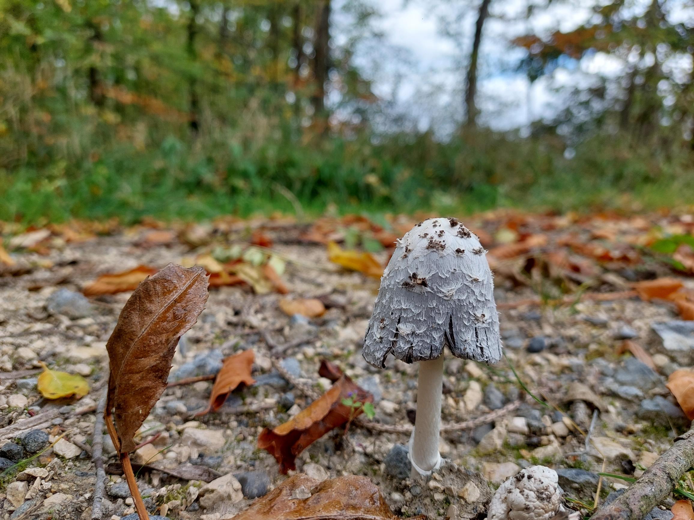 Ein Pilz wächst auf einem kiesigen Waldboden
       neben ein paar herabgefallenen Blättern.