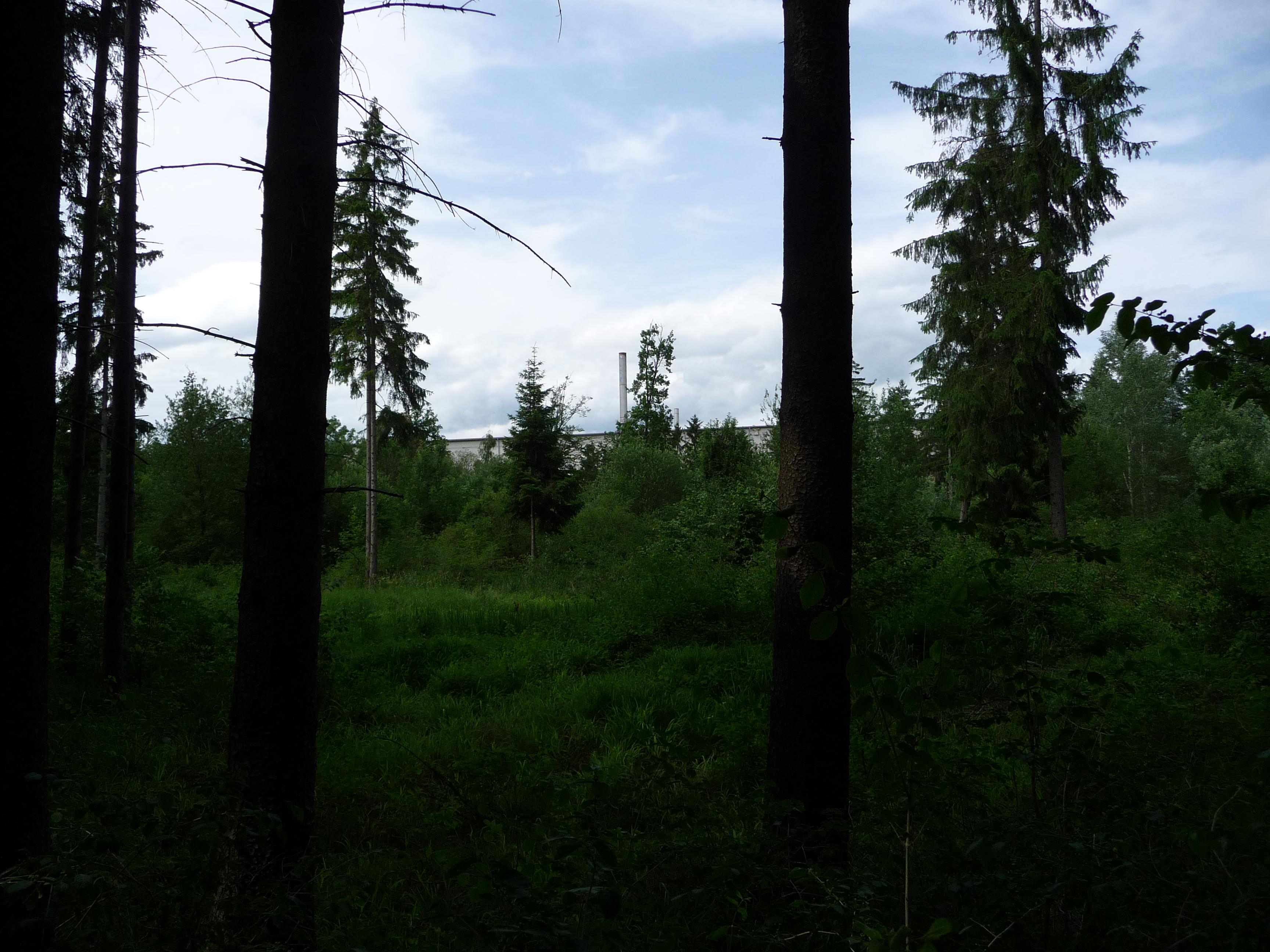 Ein gesunder Mischwald mit großen Bäumen und
       gesund wirkenden kleineren Bäumen und Sträuchern dazwischen
