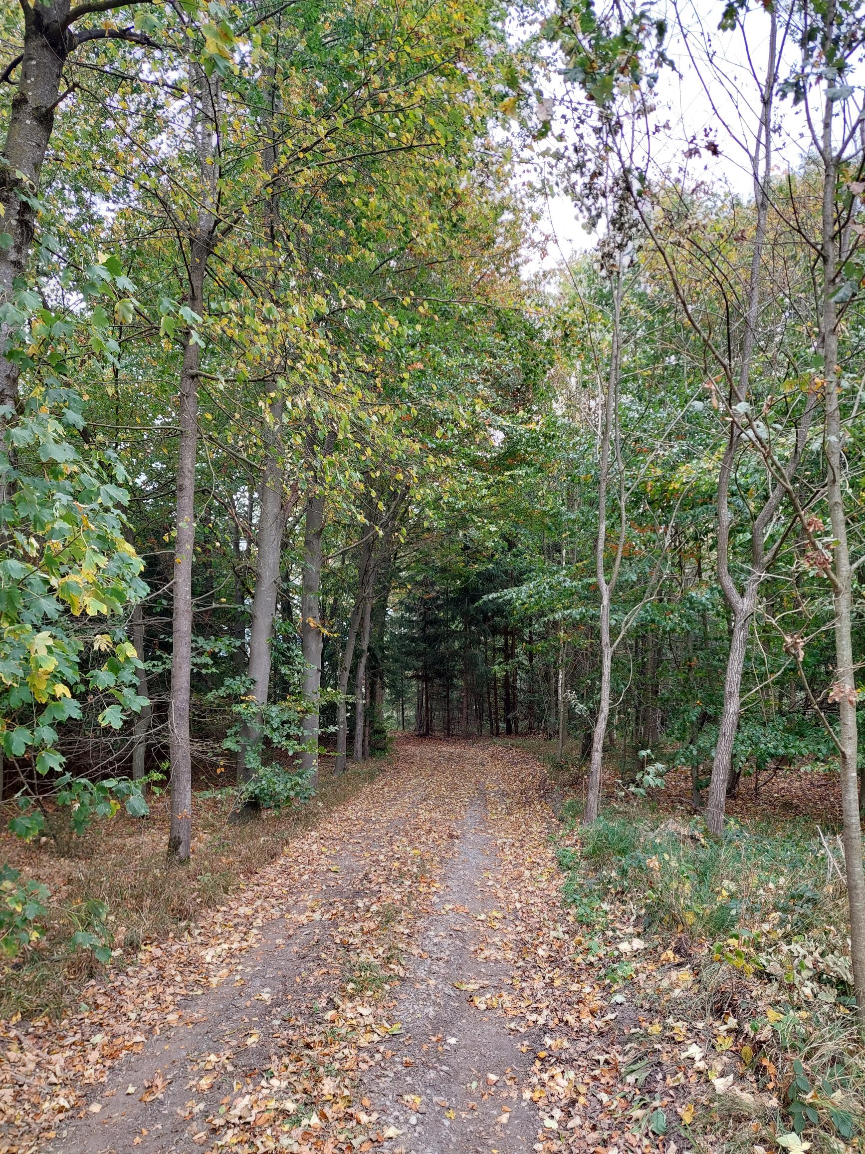 Ein Waldweg der links und rechts
       von jüngen Laubbäumen flankiert ist,
       deren Äste über den Weg ragen